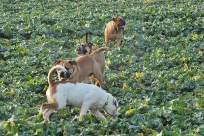 Continental Bulldogs Seeblickbulls Bilderalbum - Ausflug an den Grand Canyon