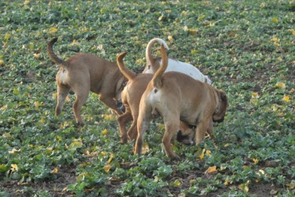 Continental Bulldogs Seeblickbulls Bilderalbum - Ausflug an den Grand Canyon