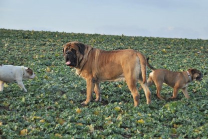 Continental Bulldogs Seeblickbulls Bilderalbum - Ausflug an den Grand Canyon