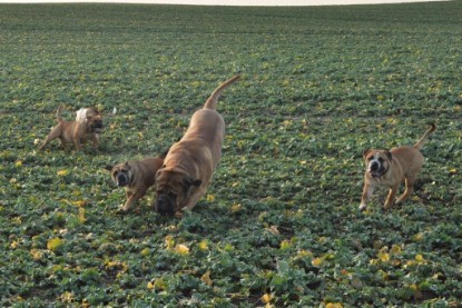 Continental Bulldogs Seeblickbulls Bilderalbum - Ausflug an den Grand Canyon