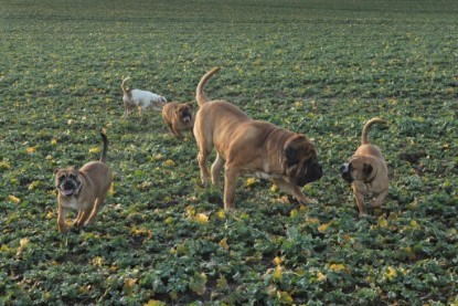 Continental Bulldogs Seeblickbulls Bilderalbum - Ausflug an den Grand Canyon