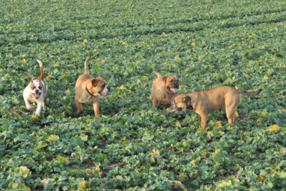 Continental Bulldogs Seeblickbulls Bilderalbum - Ausflug an den Grand Canyon