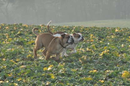 Continental Bulldogs Seeblickbulls Bilderalbum - Ausflug an den Grand Canyon