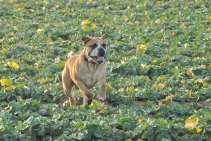 Continental Bulldogs Seeblickbulls Bilderalbum - Ausflug an den Grand Canyon