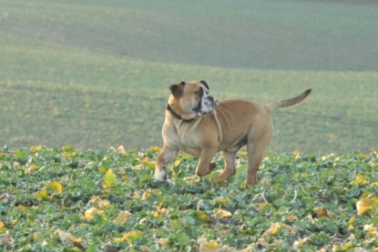 Continental Bulldogs Seeblickbulls Bilderalbum - Ausflug an den Grand Canyon