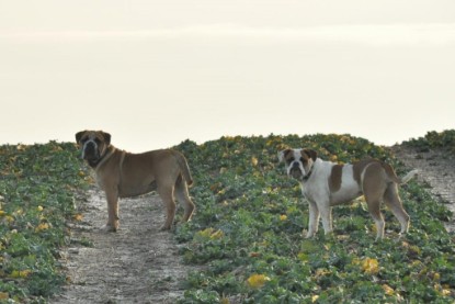 Continental Bulldogs Seeblickbulls Bilderalbum - Ausflug an den Grand Canyon