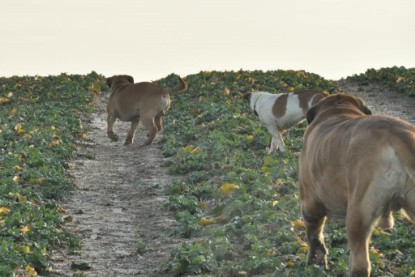 Continental Bulldogs Seeblickbulls Bilderalbum - Ausflug an den Grand Canyon