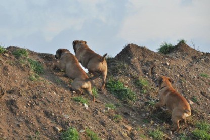 Continental Bulldogs Seeblickbulls Bilderalbum - Ausflug an den Grand Canyon