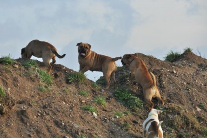 Continental Bulldogs Seeblickbulls Bilderalbum - Ausflug an den Grand Canyon