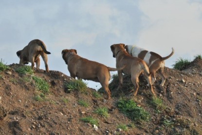 Continental Bulldogs Seeblickbulls Bilderalbum - Ausflug an den Grand Canyon