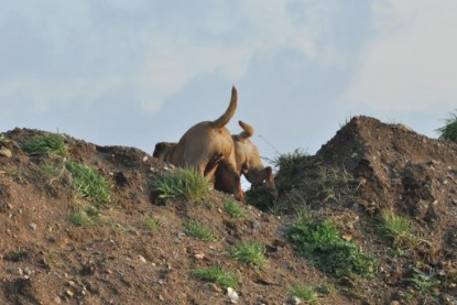 Continental Bulldogs Seeblickbulls Bilderalbum - Ausflug an den Grand Canyon