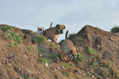 Continental Bulldogs Seeblickbulls Bilderalbum - Ausflug an den Grand Canyon