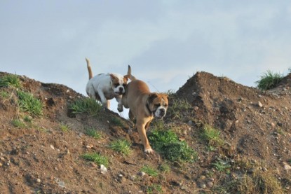 Continental Bulldogs Seeblickbulls Bilderalbum - Ausflug an den Grand Canyon