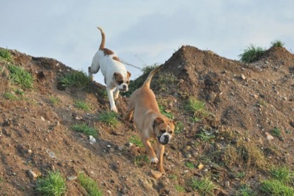 Continental Bulldogs Seeblickbulls Bilderalbum - Ausflug an den Grand Canyon