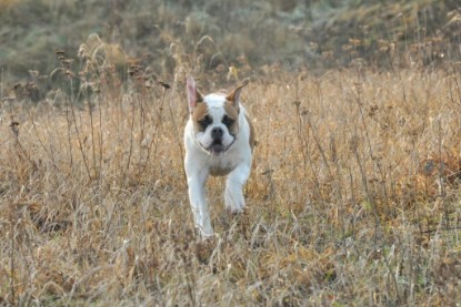 Continental Bulldogs Seeblickbulls Bilderalbum - Ausflug an den Grand Canyon