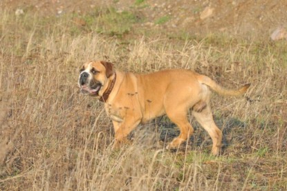 Continental Bulldogs Seeblickbulls Bilderalbum - Ausflug an den Grand Canyon