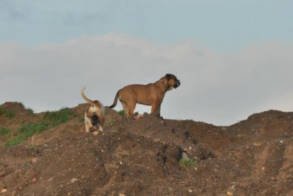 Continental Bulldogs Seeblickbulls Bilderalbum - Ausflug an den Grand Canyon