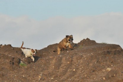 Continental Bulldogs Seeblickbulls Bilderalbum - Ausflug an den Grand Canyon