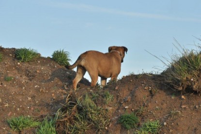 Continental Bulldogs Seeblickbulls Bilderalbum - Ausflug an den Grand Canyon