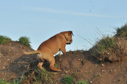 Continental Bulldogs Seeblickbulls Bilderalbum - Ausflug an den Grand Canyon