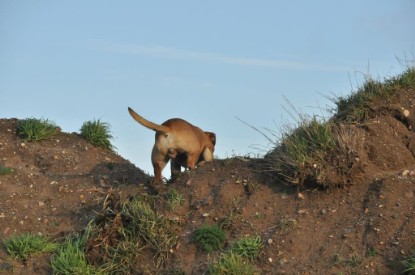 Continental Bulldogs Seeblickbulls Bilderalbum - Ausflug an den Grand Canyon