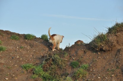 Continental Bulldogs Seeblickbulls Bilderalbum - Ausflug an den Grand Canyon