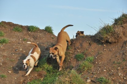 Continental Bulldogs Seeblickbulls Bilderalbum - Ausflug an den Grand Canyon