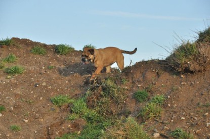 Continental Bulldogs Seeblickbulls Bilderalbum - Ausflug an den Grand Canyon