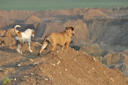 Continental Bulldogs Seeblickbulls Bilderalbum - Ausflug an den Grand Canyon