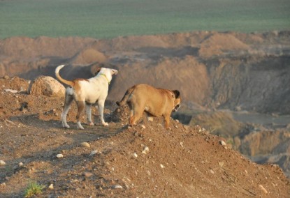 Continental Bulldogs Seeblickbulls Bilderalbum - Ausflug an den Grand Canyon