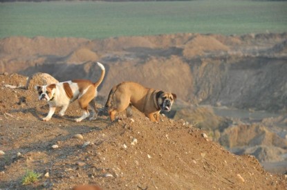 Continental Bulldogs Seeblickbulls Bilderalbum - Ausflug an den Grand Canyon