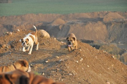 Continental Bulldogs Seeblickbulls Bilderalbum - Ausflug an den Grand Canyon