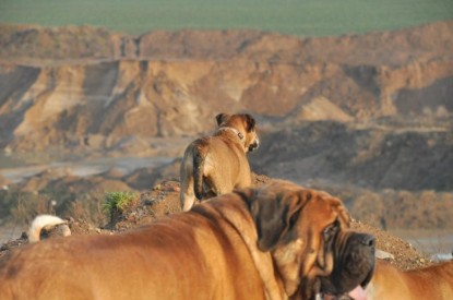 Continental Bulldogs Seeblickbulls Bilderalbum - Ausflug an den Grand Canyon