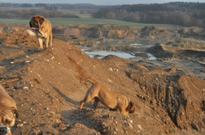 Continental Bulldogs Seeblickbulls Bilderalbum - Ausflug an den Grand Canyon