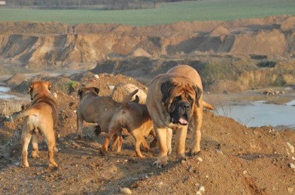 Continental Bulldogs Seeblickbulls Bilderalbum - Ausflug an den Grand Canyon