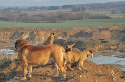 Continental Bulldogs Seeblickbulls Bilderalbum - Ausflug an den Grand Canyon