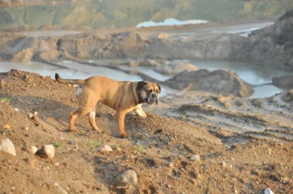 Continental Bulldogs Seeblickbulls Bilderalbum - Ausflug an den Grand Canyon