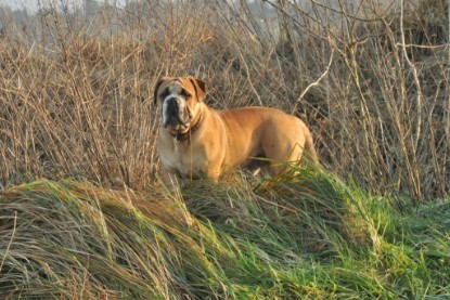 Continental Bulldogs Seeblickbulls Bilderalbum - Ausflug an den Grand Canyon