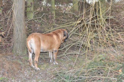 Continental Bulldogs Seeblickbulls Bilderalbum - Hundehilfe im Holz