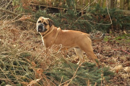 Continental Bulldogs Seeblickbulls Bilderalbum - Hundehilfe im Holz