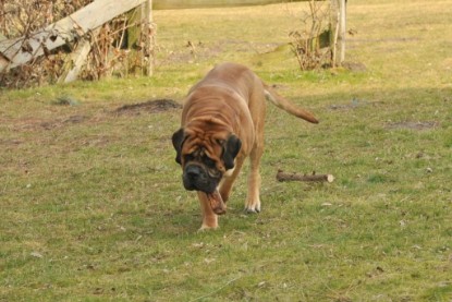 Continental Bulldogs Seeblickbulls Bilderalbum - Hundehilfe im Holz