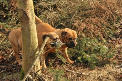 Continental Bulldogs Seeblickbulls Bilderalbum - Hundehilfe im Holz