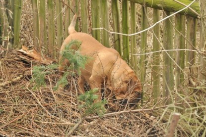 Continental Bulldogs Seeblickbulls Bilderalbum - Hundehilfe im Holz