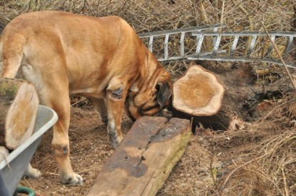 Continental Bulldogs Seeblickbulls Bilderalbum - Hundehilfe im Holz