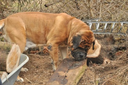 Continental Bulldogs Seeblickbulls Bilderalbum - Hundehilfe im Holz