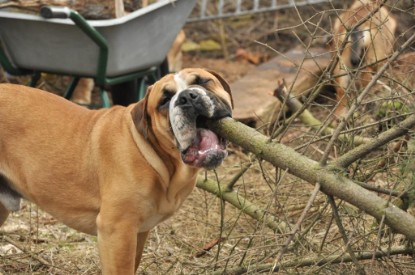 Continental Bulldogs Seeblickbulls Bilderalbum - Hundehilfe im Holz