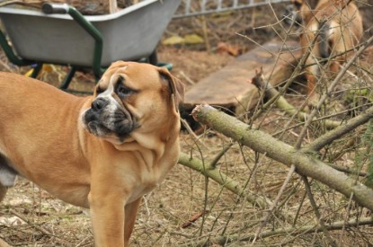 Continental Bulldogs Seeblickbulls Bilderalbum - Hundehilfe im Holz