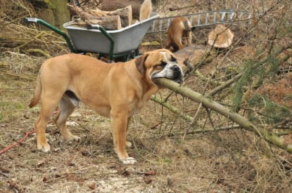 Continental Bulldogs Seeblickbulls Bilderalbum - Hundehilfe im Holz