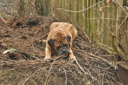 Continental Bulldogs Seeblickbulls Bilderalbum - Hundehilfe im Holz