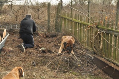 Continental Bulldogs Seeblickbulls Bilderalbum - Hundehilfe im Holz